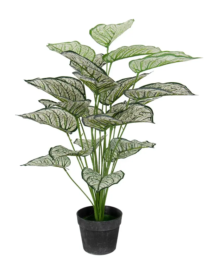 HOME-TEX Kunstig plante 80 cm - Vakker Calathea med hvite og grønne blader