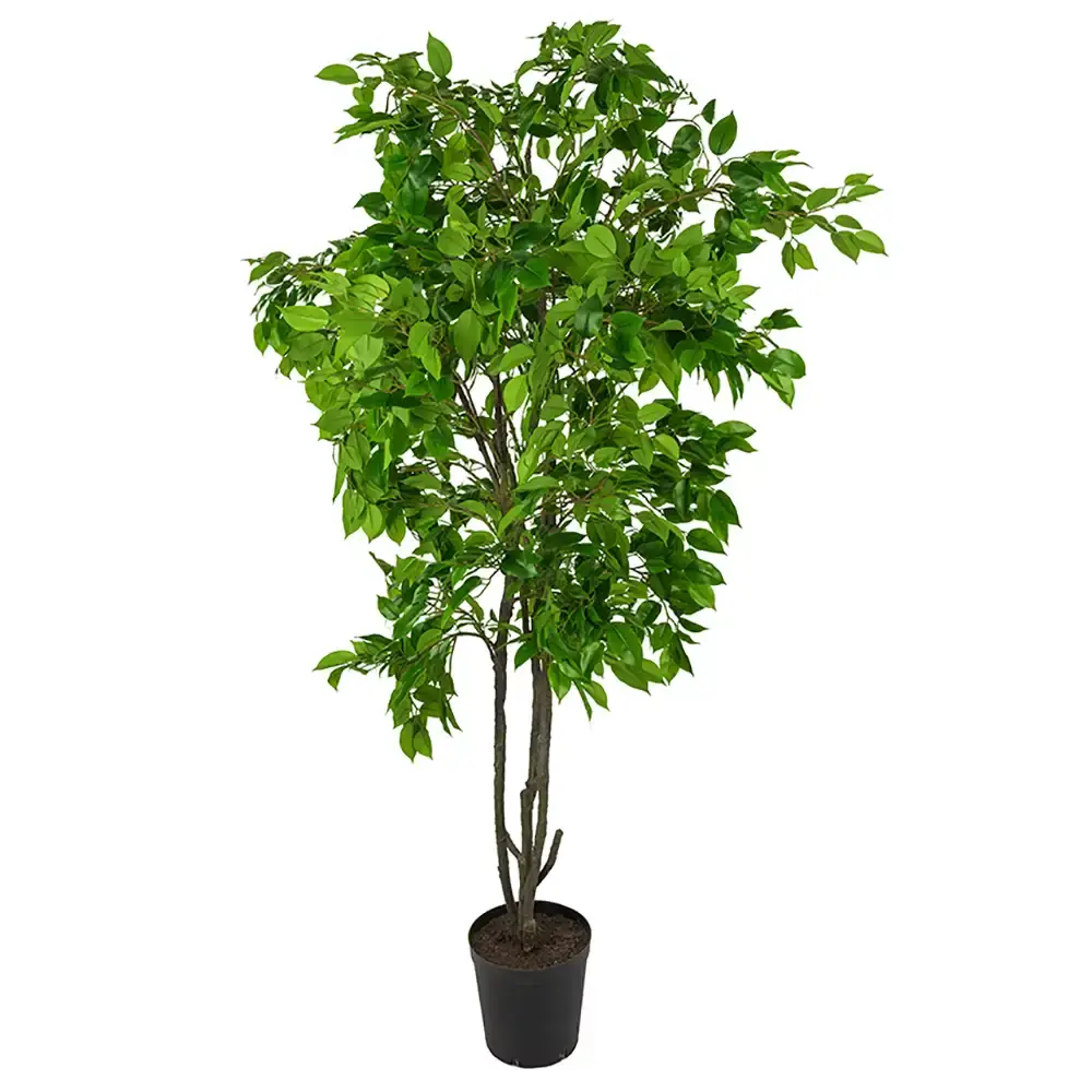 Mr Plant Mr Plant, Benjaminfiken 210 cm