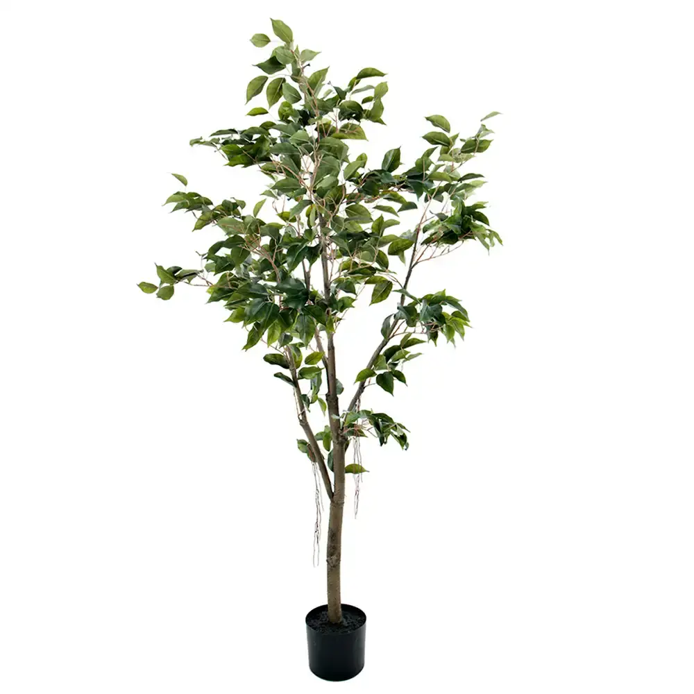 Mr Plant Mr Plant, Benjaminfiken 180 cm