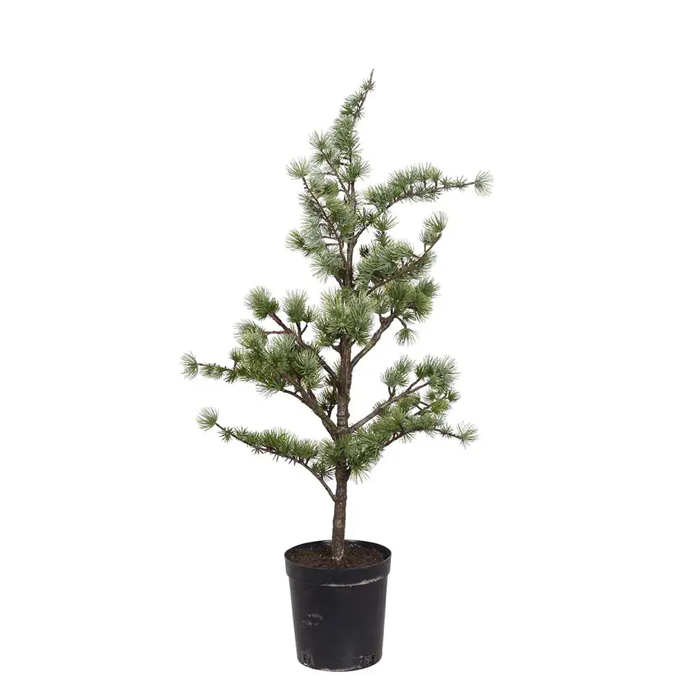 Mr Plant Mr Plant, Cedertre i potte 80 cm