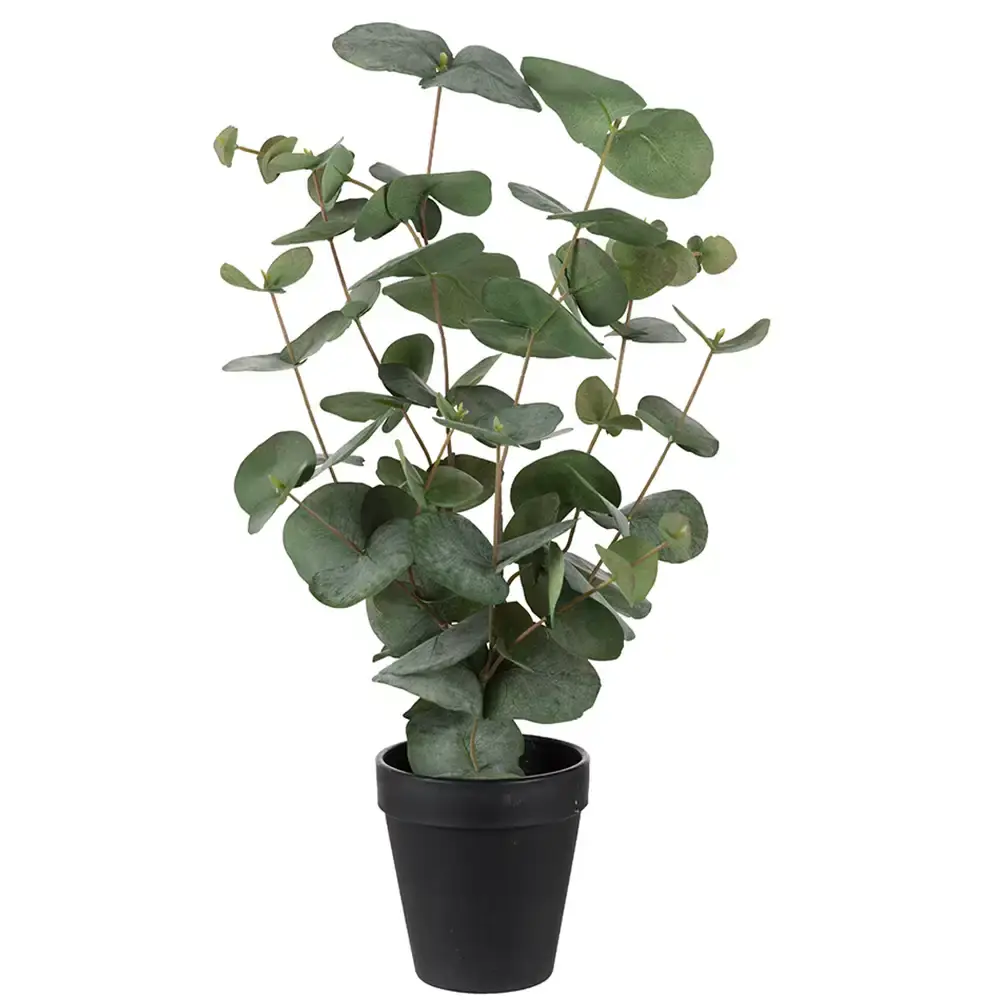 Mr Plant Mr Plant, Eukalyptus potteplante 55 cm