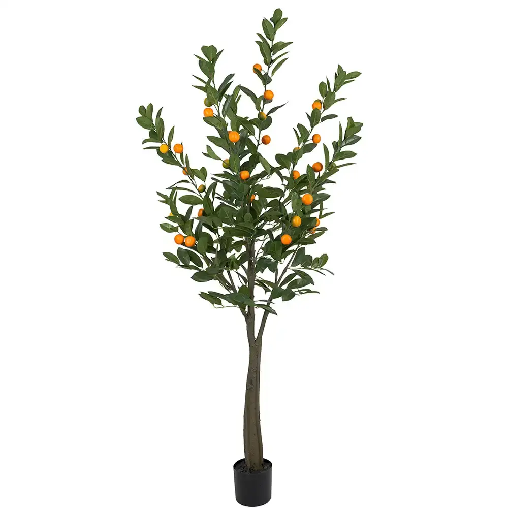 Mr Plant Mr Plant, Sitrustre 180 cm