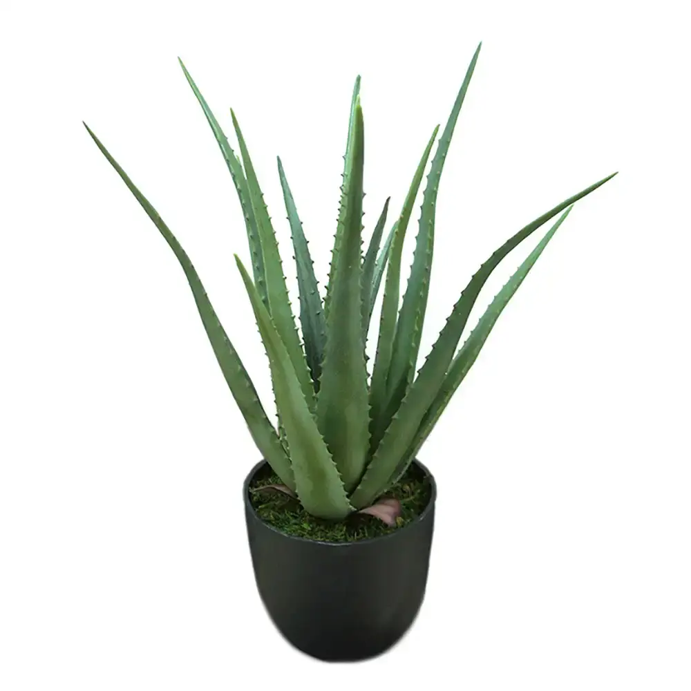 Mr Plant Mr Plant, Aloe Potteplante 55 cm