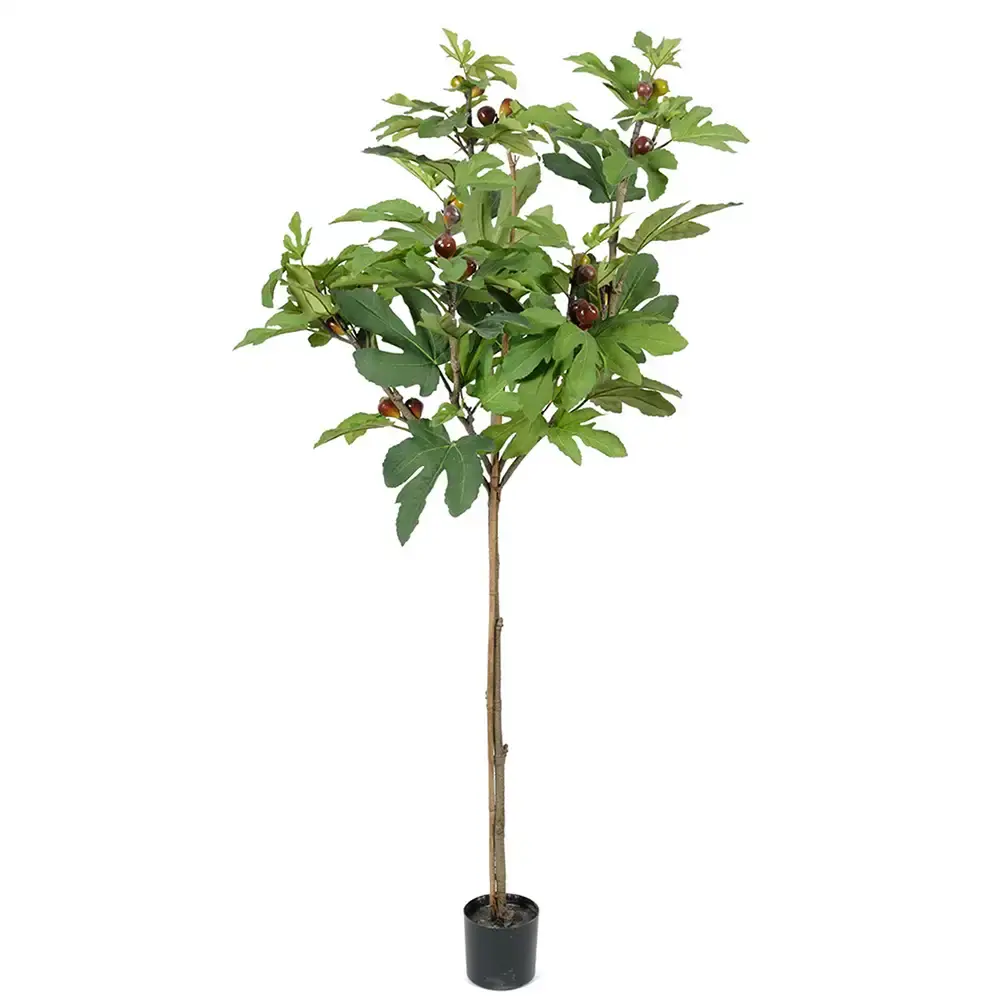 Mr Plant Mr Plant, Fikentrær 150 cm