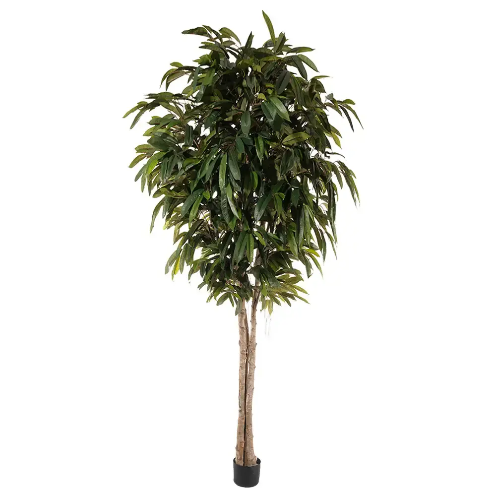 Mr Plant Mr Plant, Longifolia Tre 320 cm