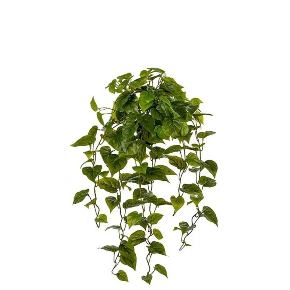 Mr Plant Mr Plant, Gullranke Grønn 30 cm