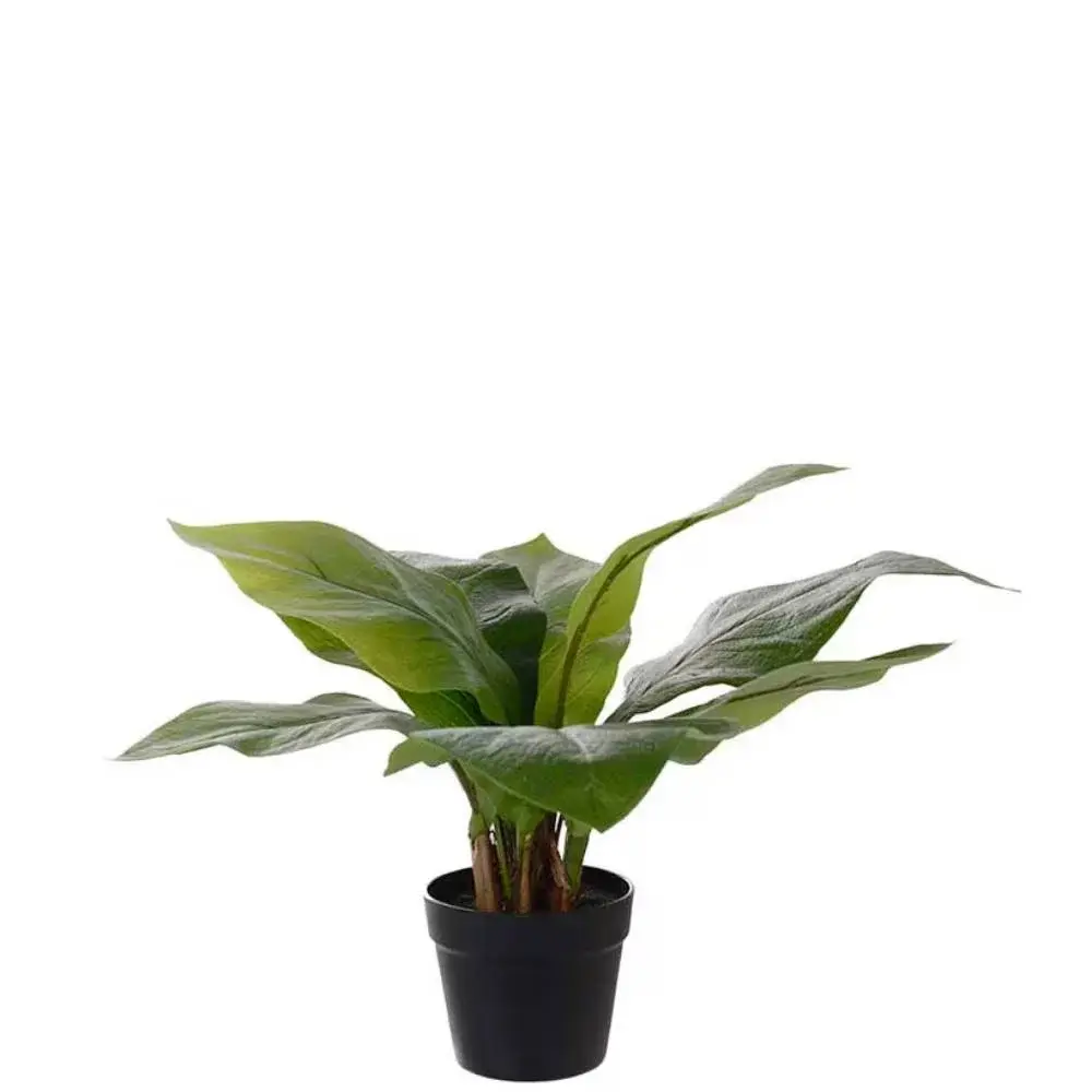 Mr Plant Mr Plant, Anthurium Grønn Potteplante 45 cm