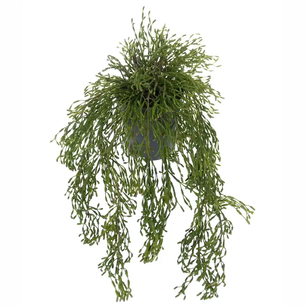 Mr Plant Mr Plant, Rhipsalis Hengeplante