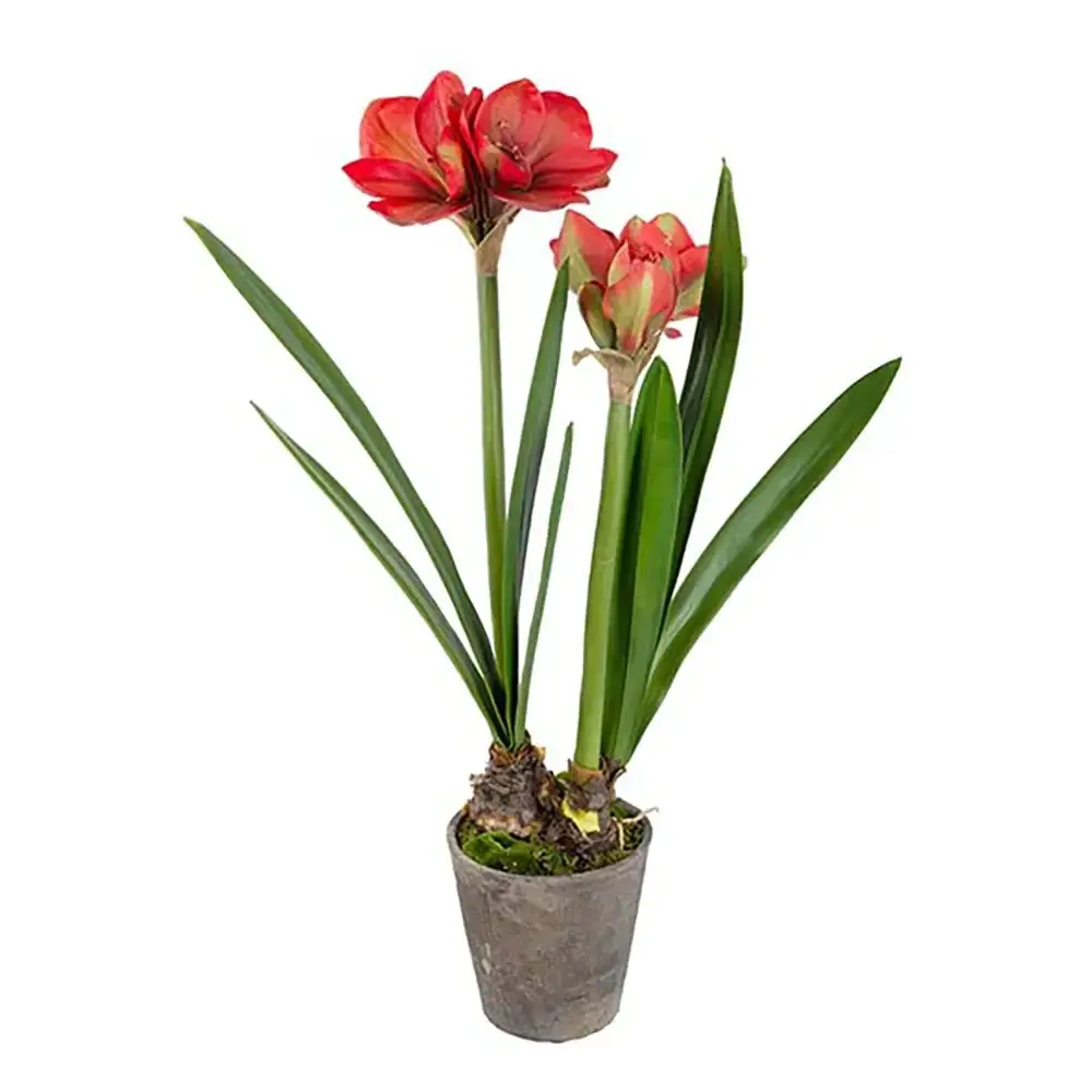 Mr Plant Mr Plant, Amaryllis 90 cm Rød