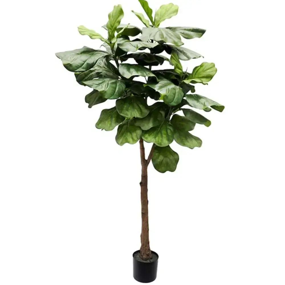 Mr Plant Mr Plant, Fiolfikus gryte 180 cm