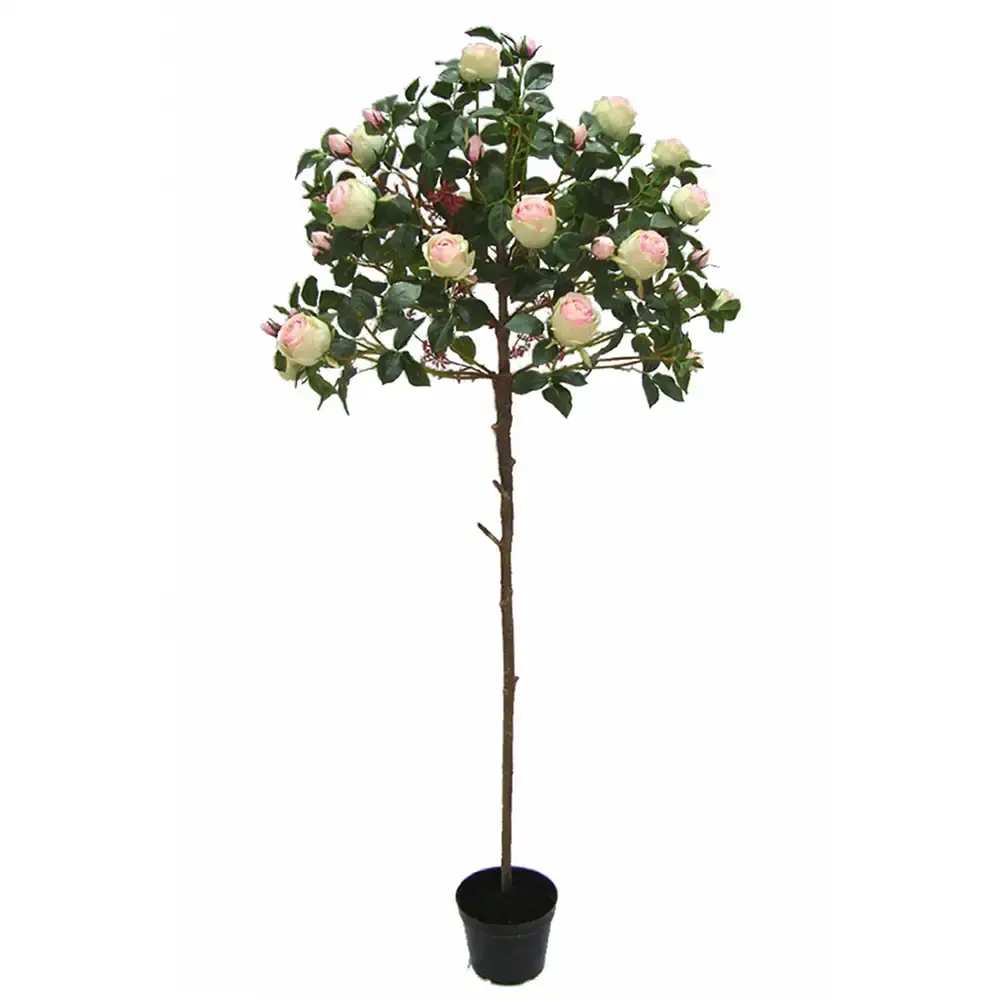 Mr Plant Mr Plant, Rosetre 170 cm