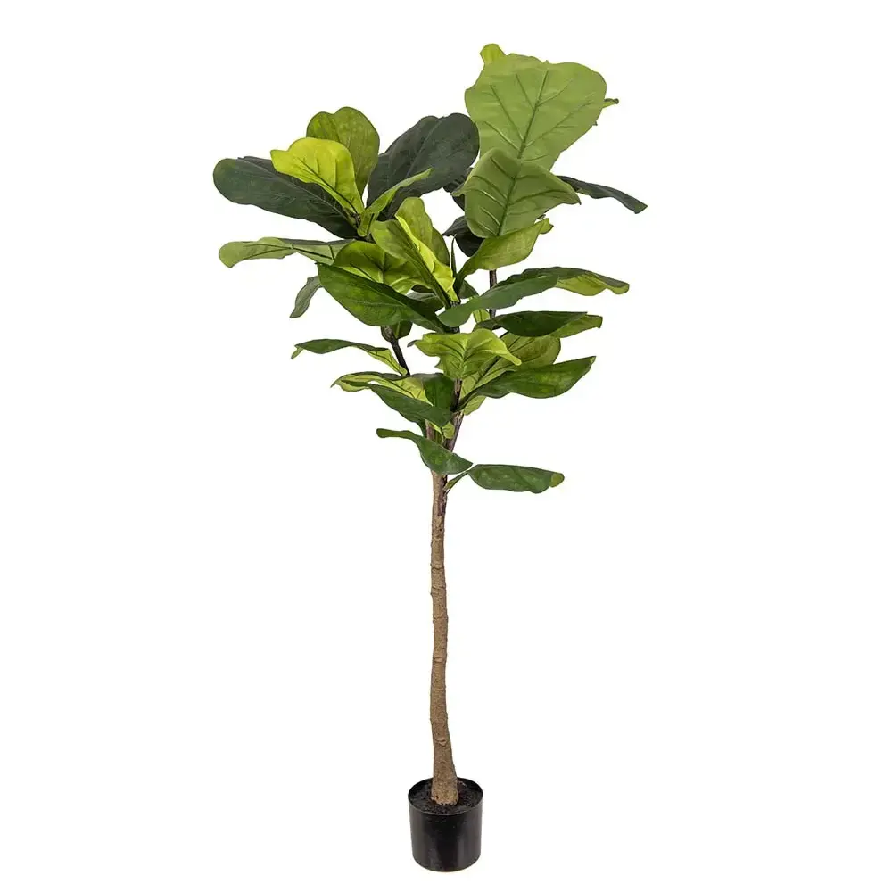 Mr Plant Mr Plant, Fele ficus 150 cm