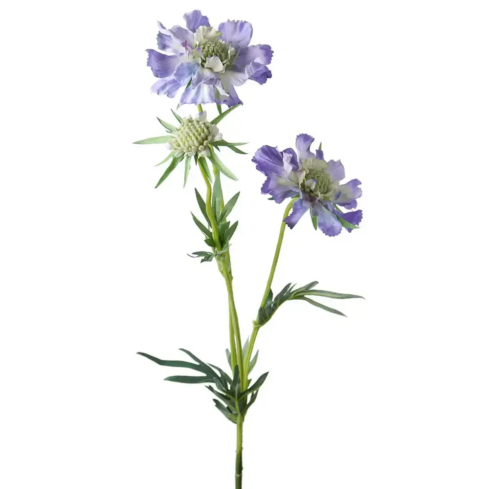 Mr Plant Mr Plant, Scabiosa snittblomst 70 cm blå