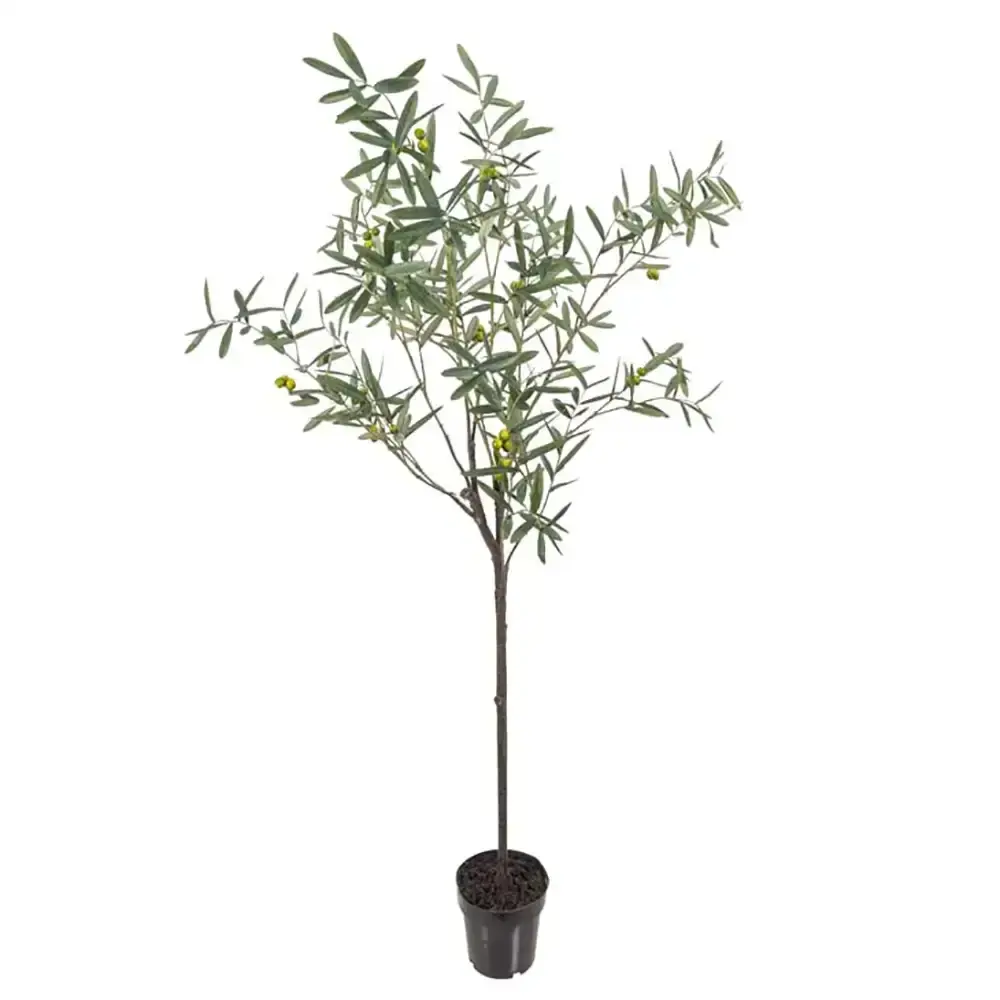 Mr Plant Mr Plant, Oliventre 170 cm