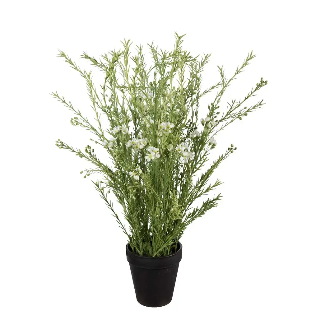 Mr Plant Mr Plant, Voksblomst Potteplante 55 cm Hvit