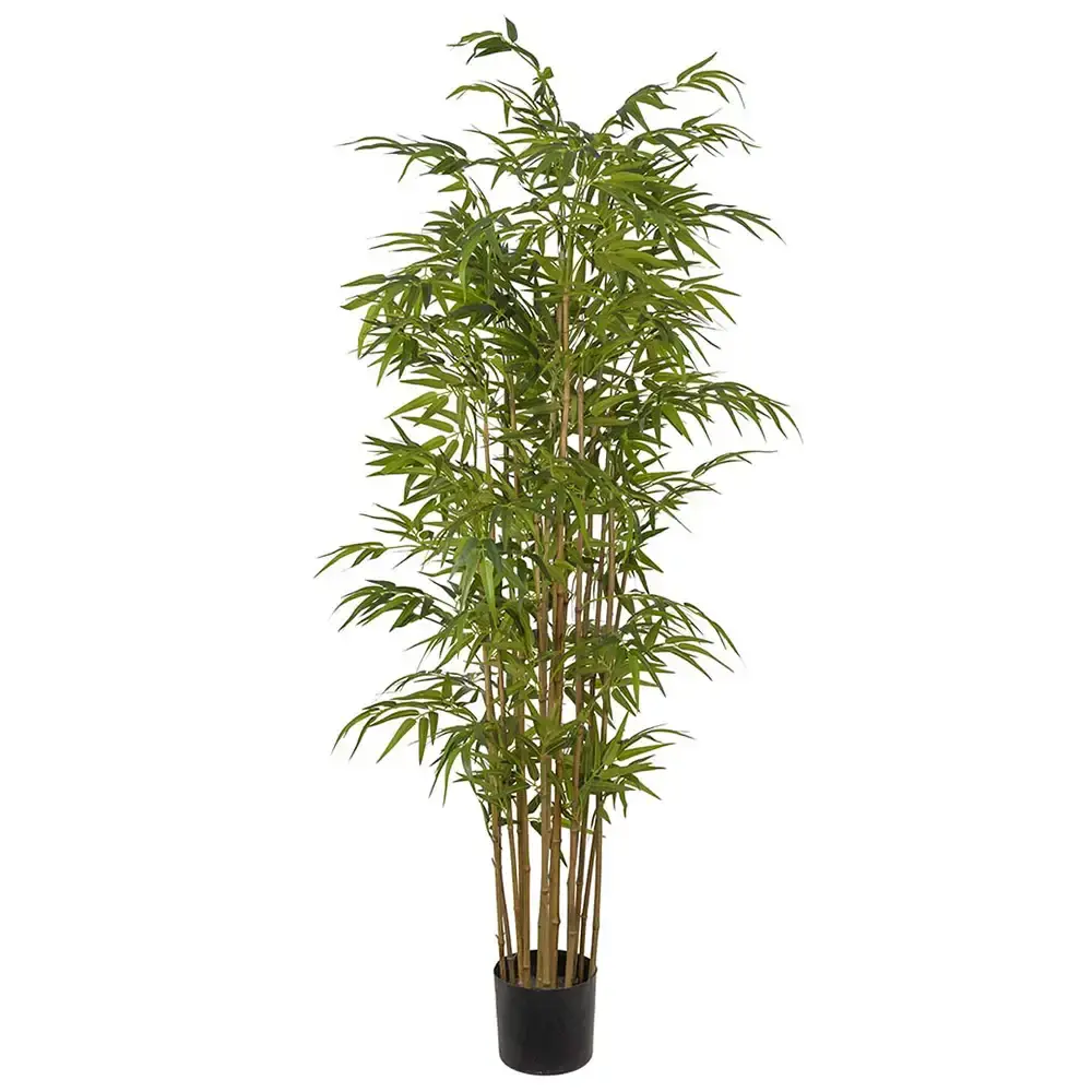 Mr Plant Mr Plant, Bambus 180 cm