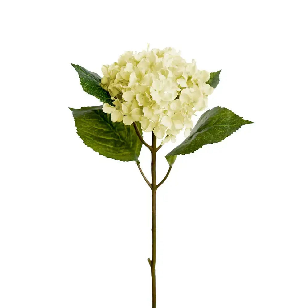 Mr Plant Mr Plant, Hortensia 40 cm hvit