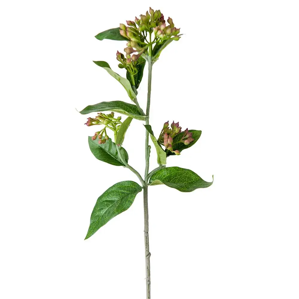 Mr Plant Mr Plant, Viburnum 45 cm lilla