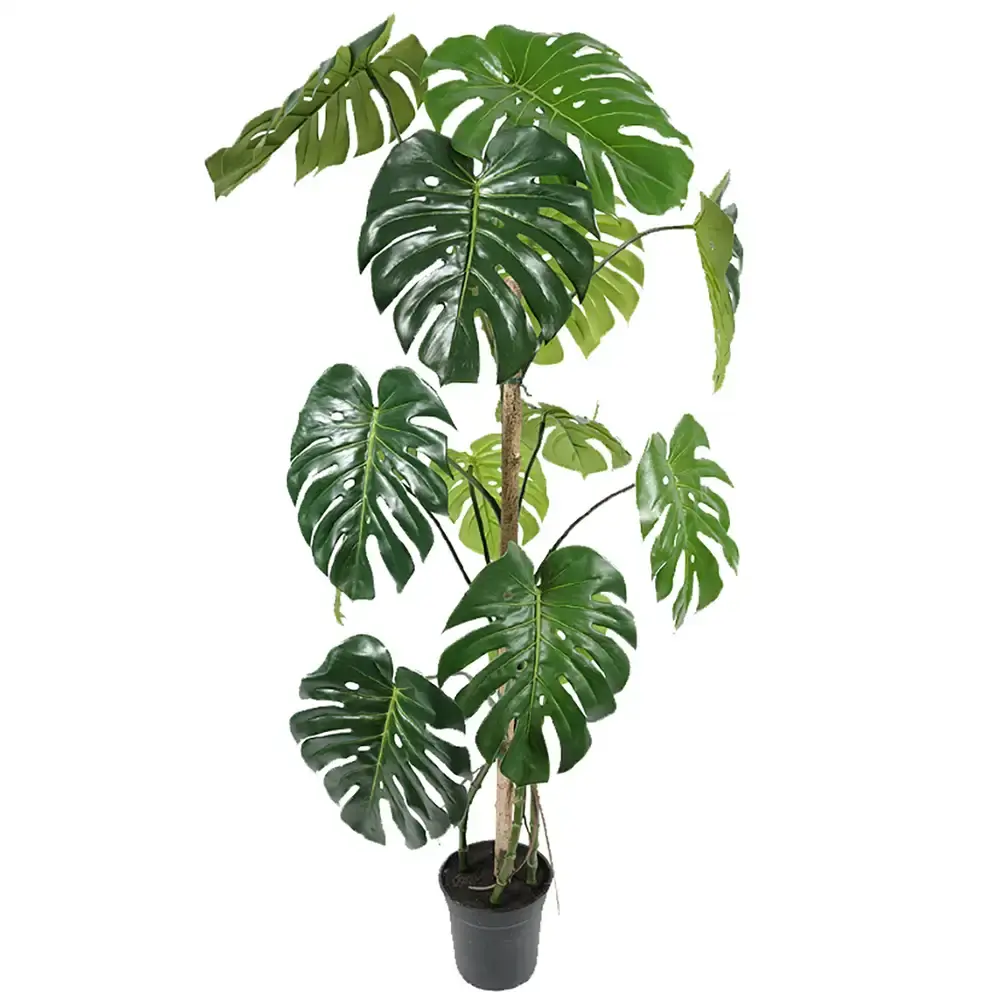 Mr Plant Mr Plant, Monstera 150 cm