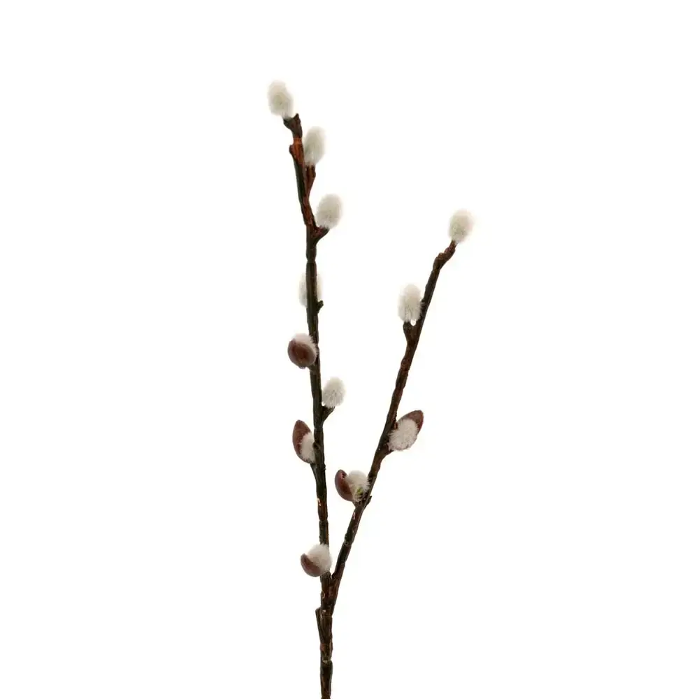 Mr Plant Mr Plant, Pilekvist 36 cm Grønn