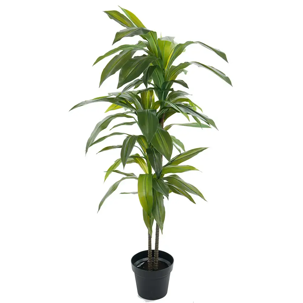 Mr Plant Mr Plant, Dracena Tre 100 cm