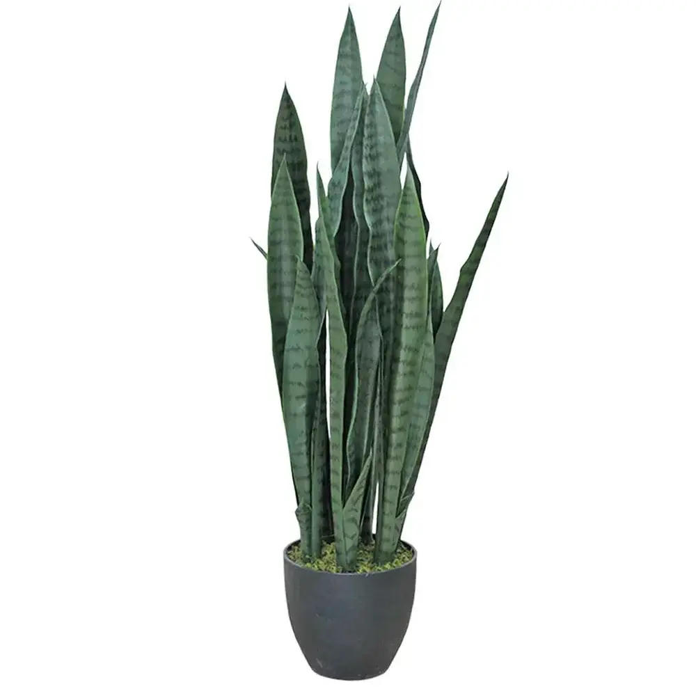 Mr Plant Mr Plant, Sansevieria 85 cm