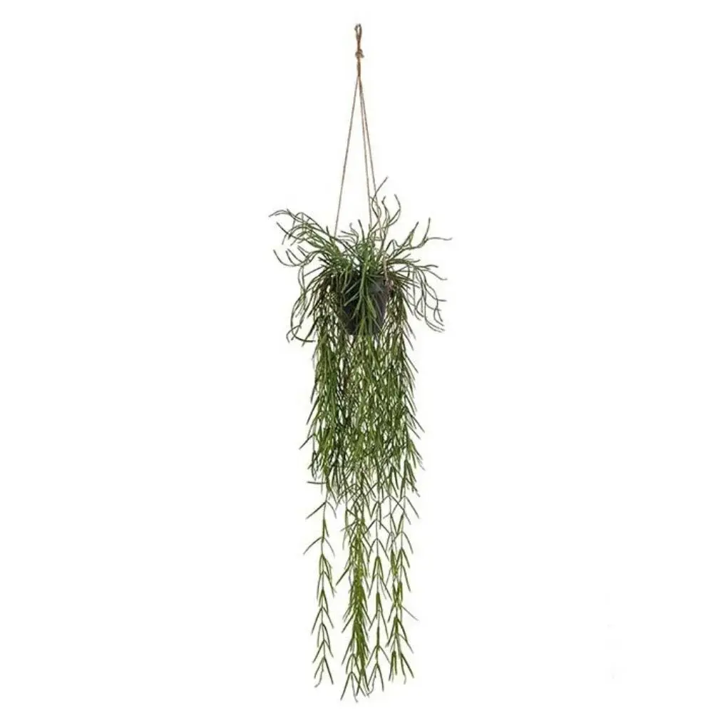 Mr Plant Mr Plant, Rhipsalis