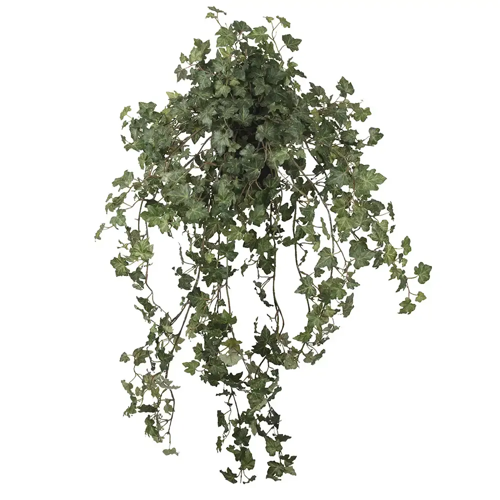 Mr Plant Mr Plant, Eføy 85 cm