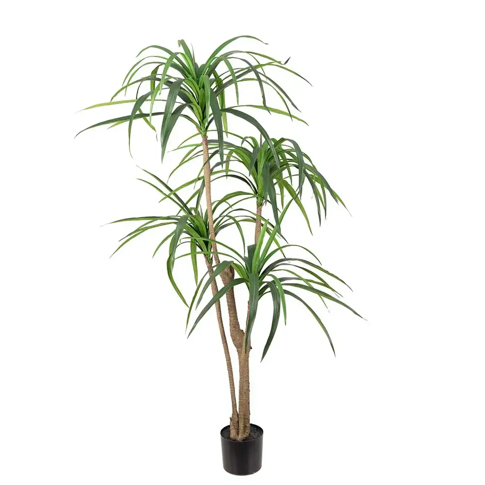 Mr Plant Mr Plant, Dracena Palm 150 cm