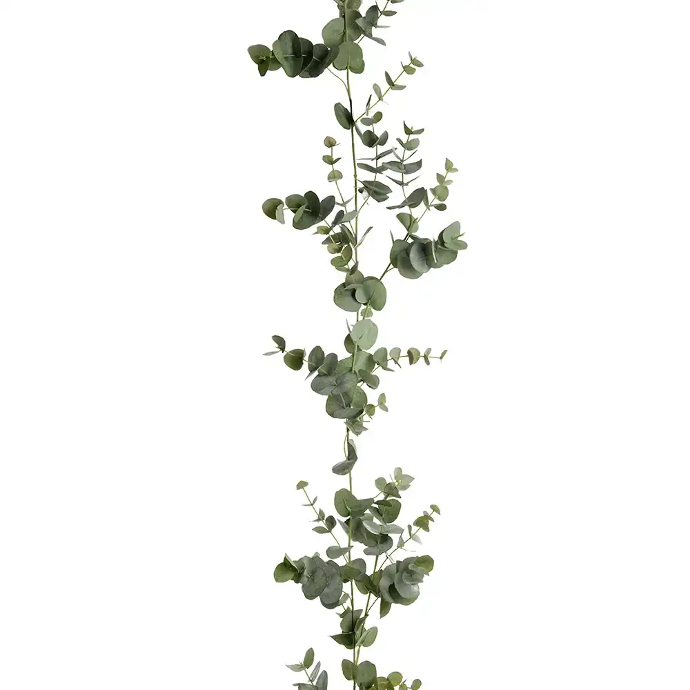 Mr Plant Mr Plant, Eukalyptus girlander