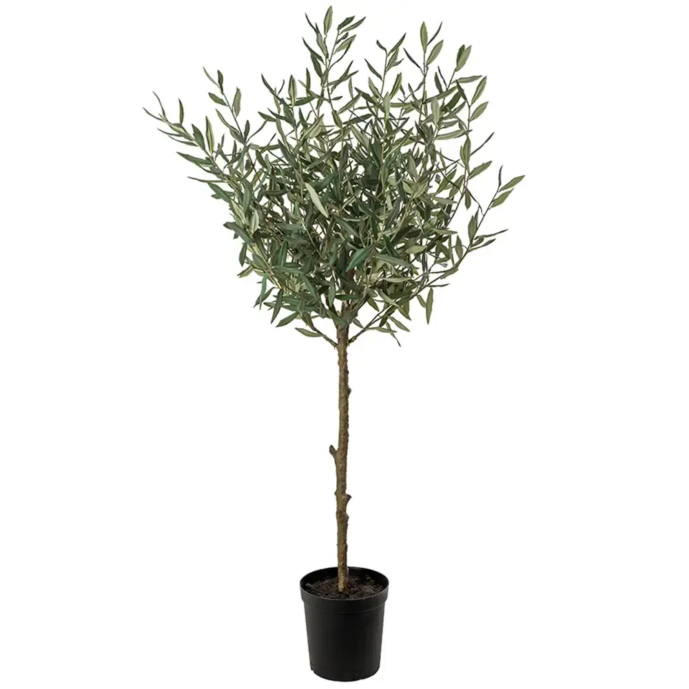 Mr Plant Mr Plant, Oljetre 150 cm Grønn