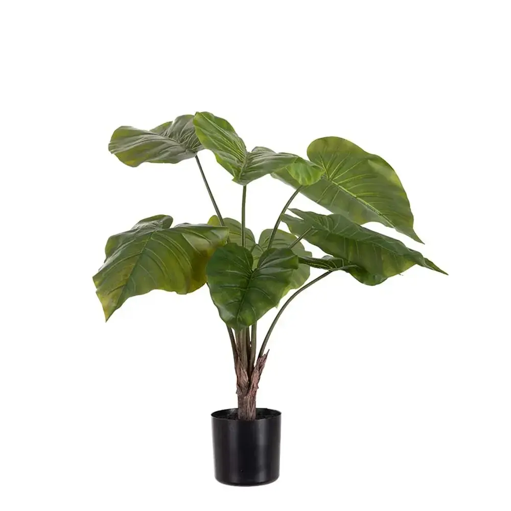 Mr Plant Mr Plant, Alocasia i potte 60 cm