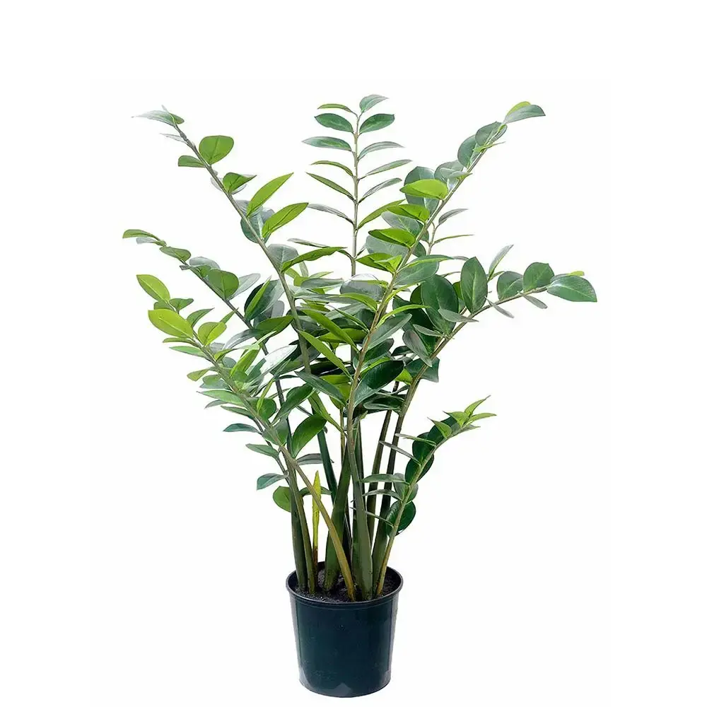 Mr Plant Mr Plant, Zamifolia i potte 130 cm