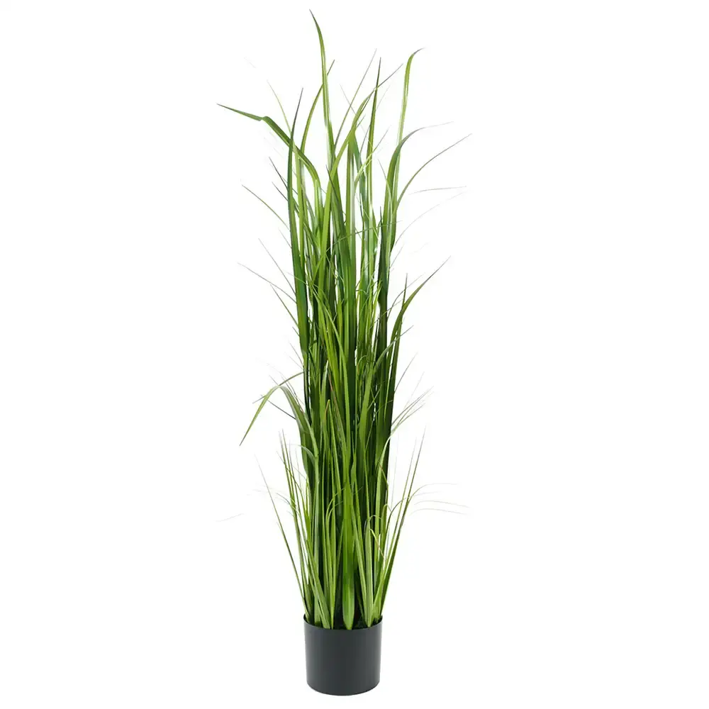Mr Plant Mr Plant, Gress 150 cm