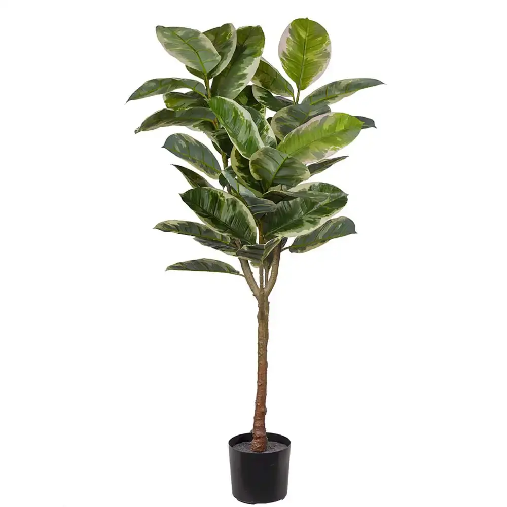 Mr Plant Mr Plant, Fiken Elastica 150 cm