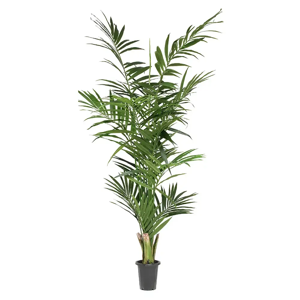 Mr Plant Mr Plant, Kentiapalme 240 cm