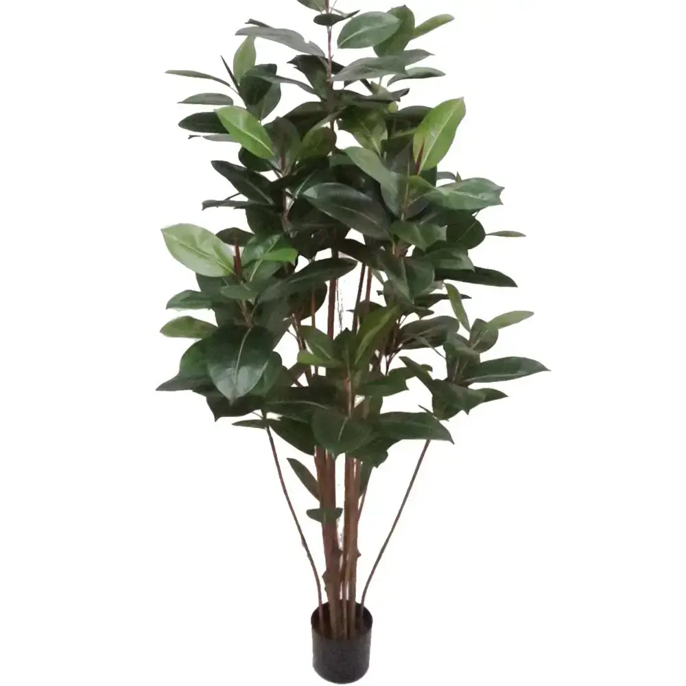 Mr Plant Mr Plant, Ficus Robusta 180 cm