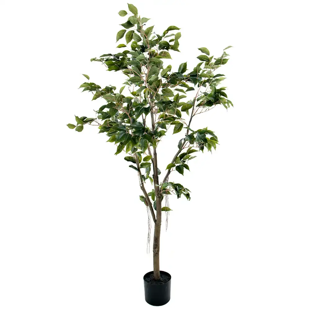 Mr Plant Mr Plant, Benjaminfiken 150 cm