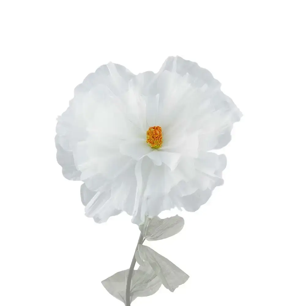 Mr Plant Mr Plant, Blomst Daisy White