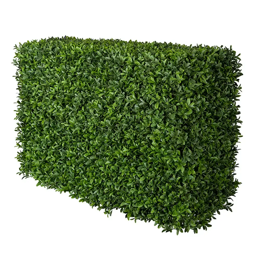Mr Plant Mr Plant, Buxbom Busk 50 cm