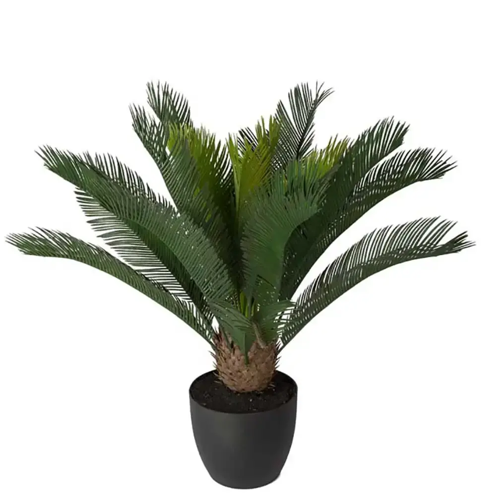 Mr Plant Mr Plant, Cycas Potteplante 70 cm