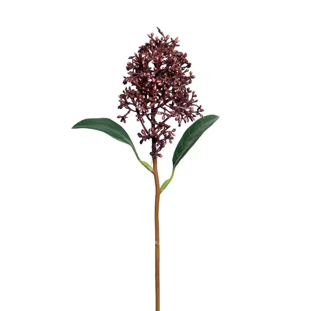 Mr Plant Mr Plant, Skimmia 30 cm snittblomst