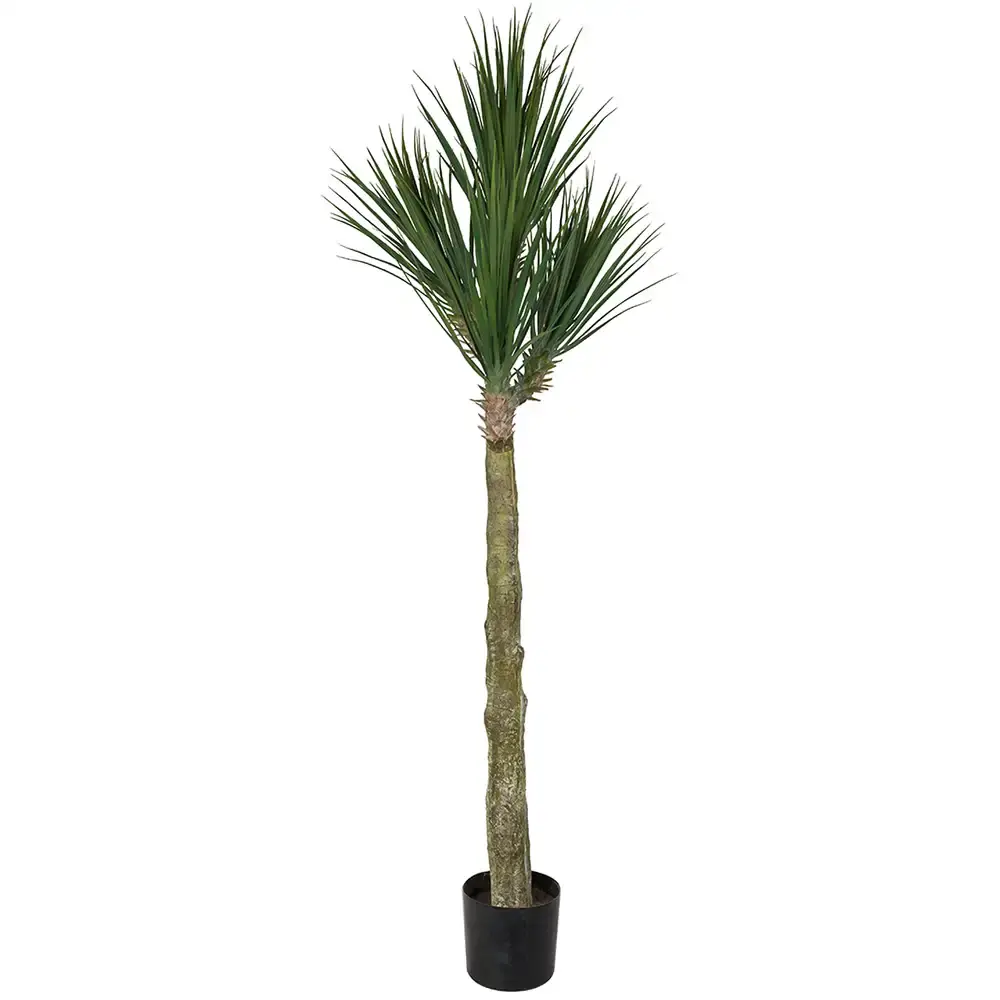 Mr Plant Mr Plant, Yucca Rostrata Tre 180 cm