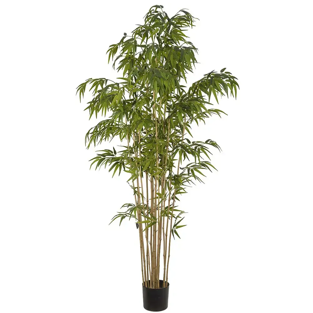 Mr Plant Mr Plant, Bambus 210 cm