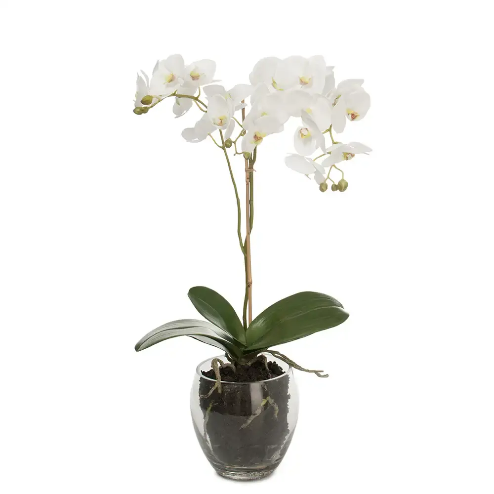 Mr Plant Mr Plant, Phalaenopsis Orkide 65 cm Hvit