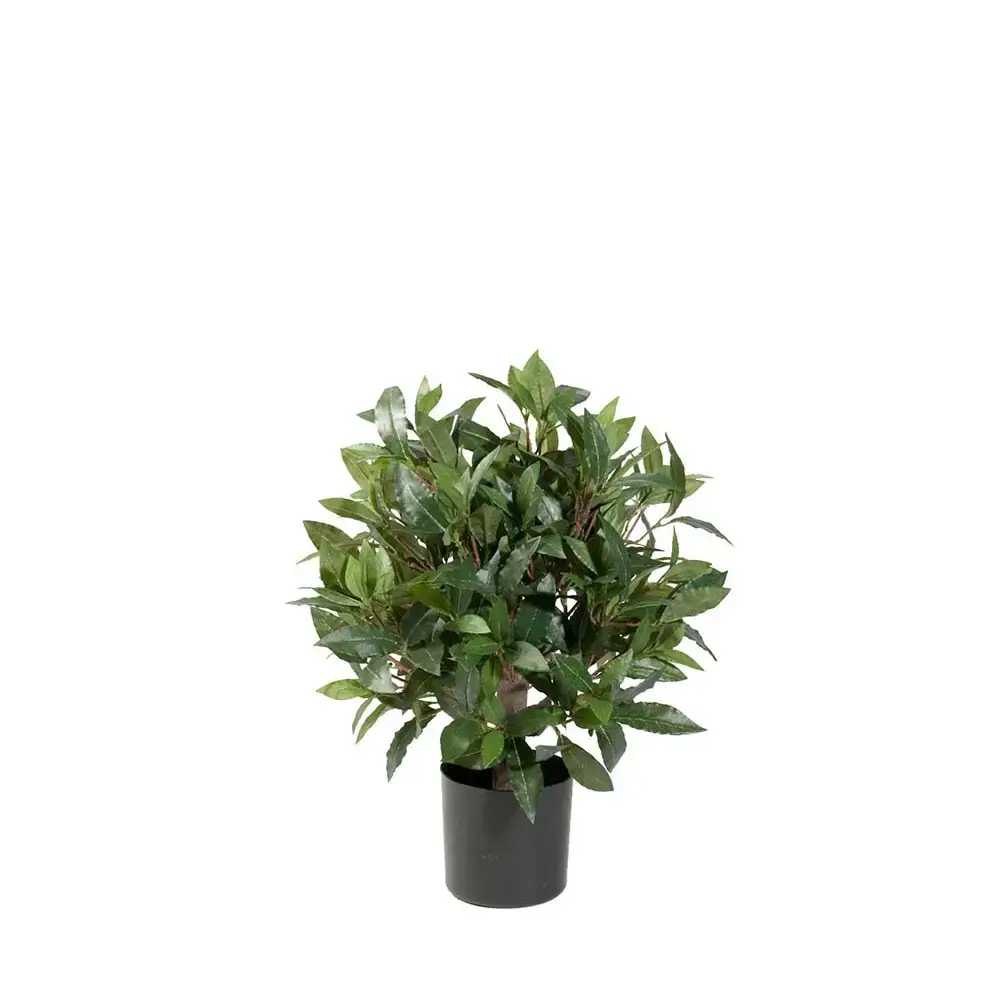 Mr Plant Mr Plant, Lagerbladtre 50 cm
