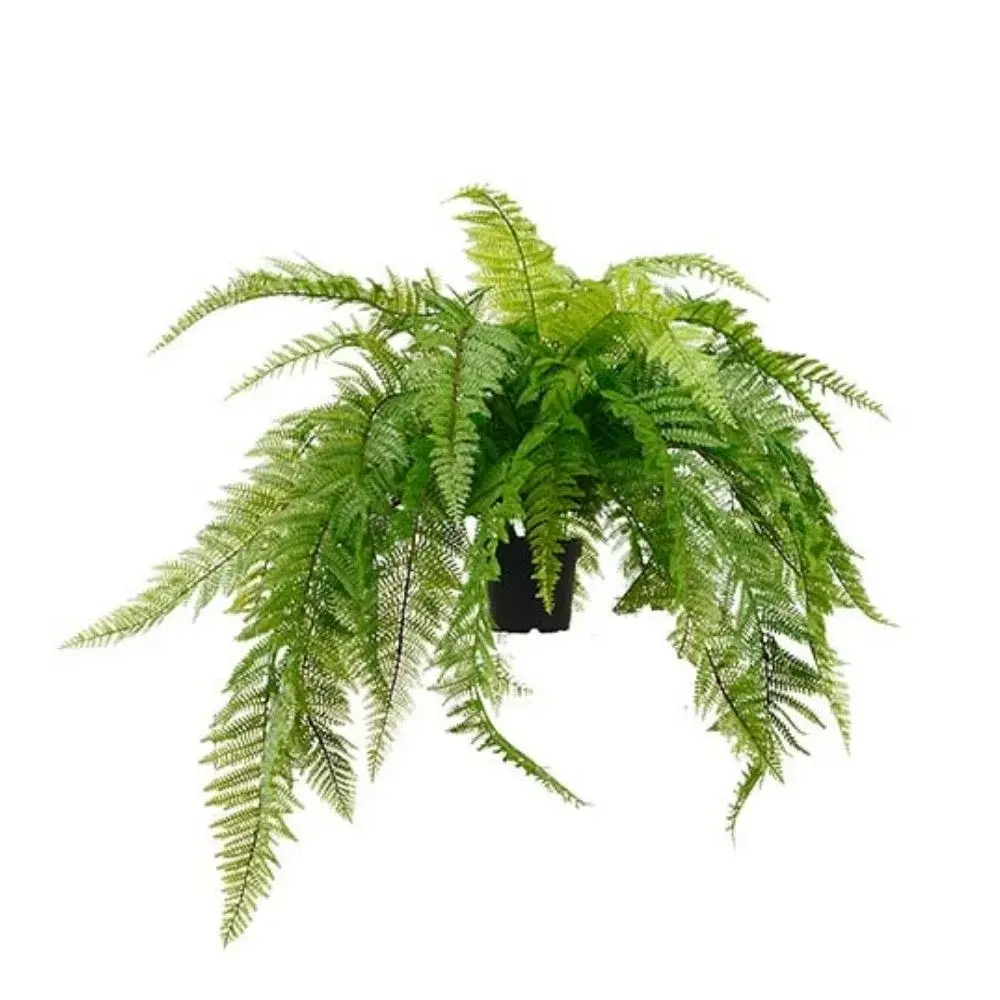 Mr Plant Mr Plant, Bregne Grønn 45 cm